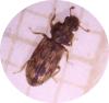 Synchita undata